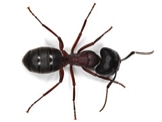 L'Exterminateur fourmi charpentière