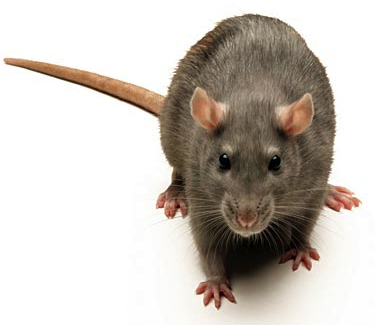 L'Exterminateur P.M. rat